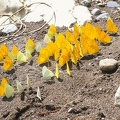 Phoebis argante1