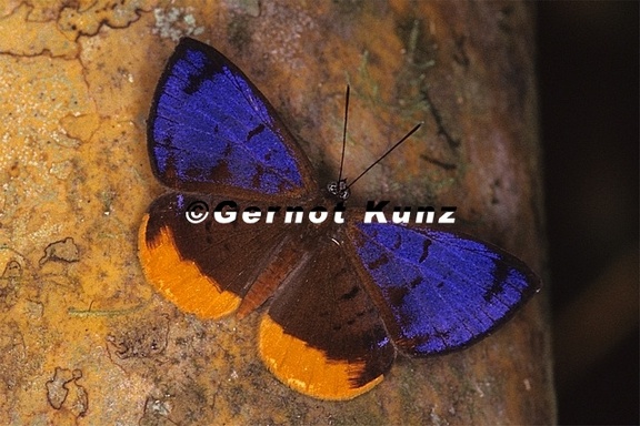 Calospila sudias M  Riodinidae 1 1