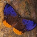 Calospila sudias M  Riodinidae 1 1
