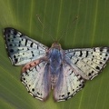 Lasaia sula Blue Metalmark1