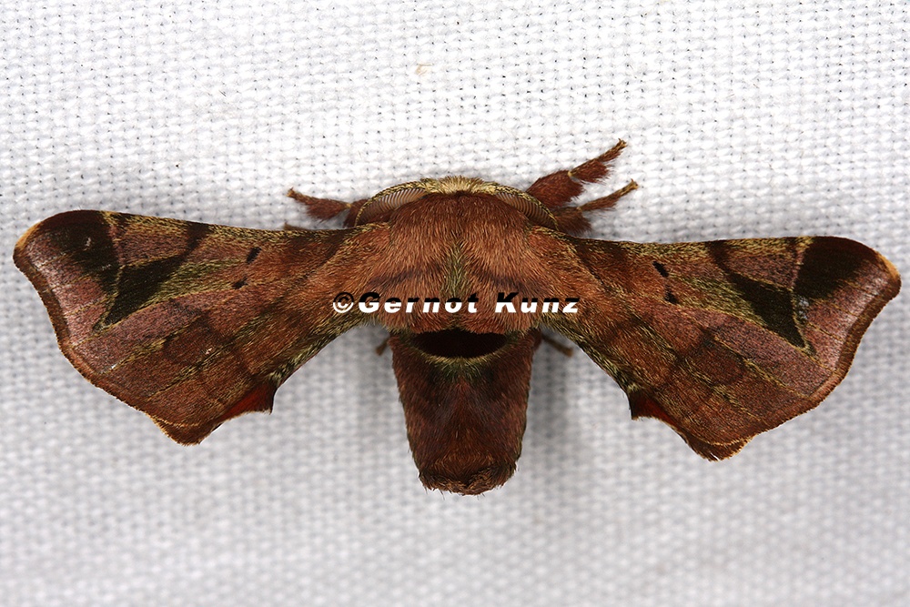 Apatelodidae indet  4 2