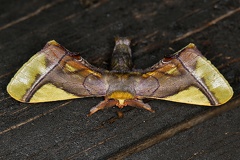 Epia muscosa 2