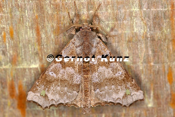 Olceclostera sp   Green spottet angel moth 7 2
