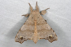 Olceclostera sp   Yellow spottet angel moth 2 2