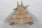 Olceclostera sp   Yellow spottet angel moth 2 2