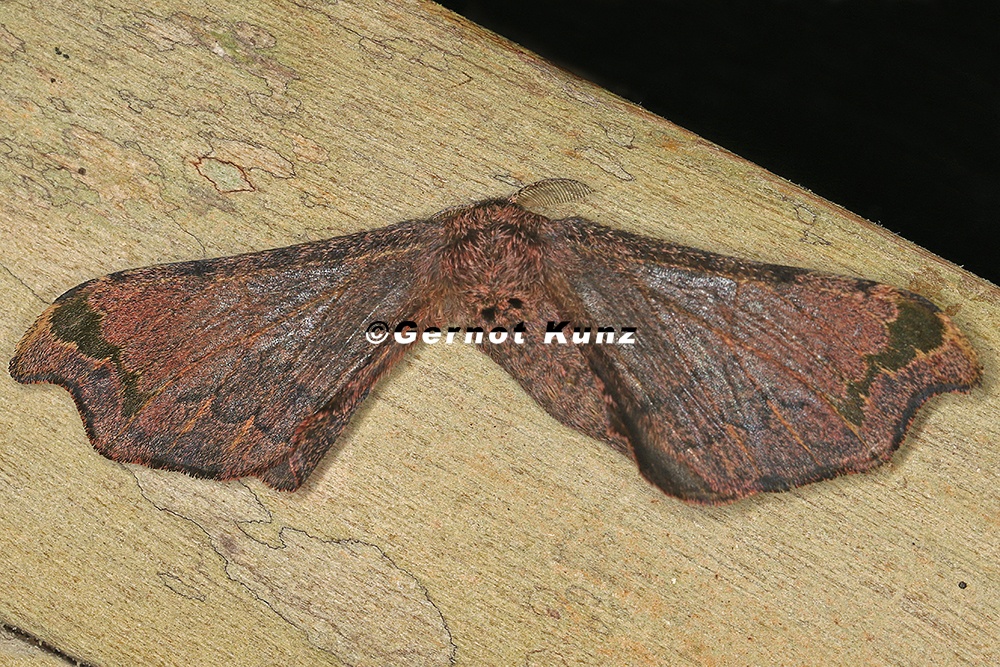 Prothysana felderi  Hairy tarchon caterpillar  1 2