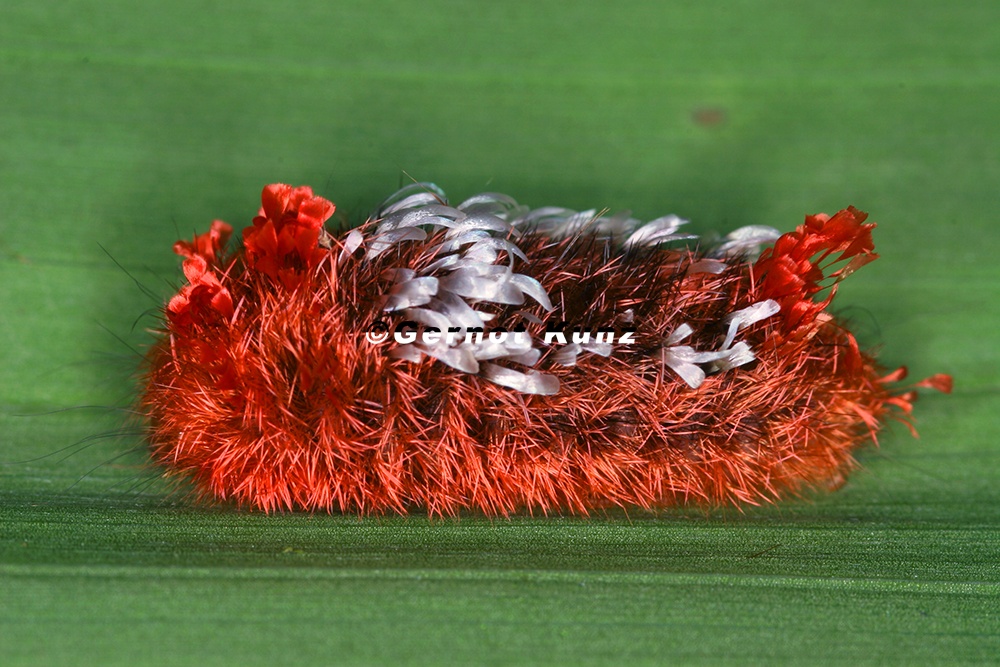Prothysana felderi  Hairy tarchon caterpillar  L1