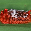 Prothysana felderi  Hairy tarchon caterpillar  L1