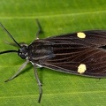 Aclytia heber 4 2