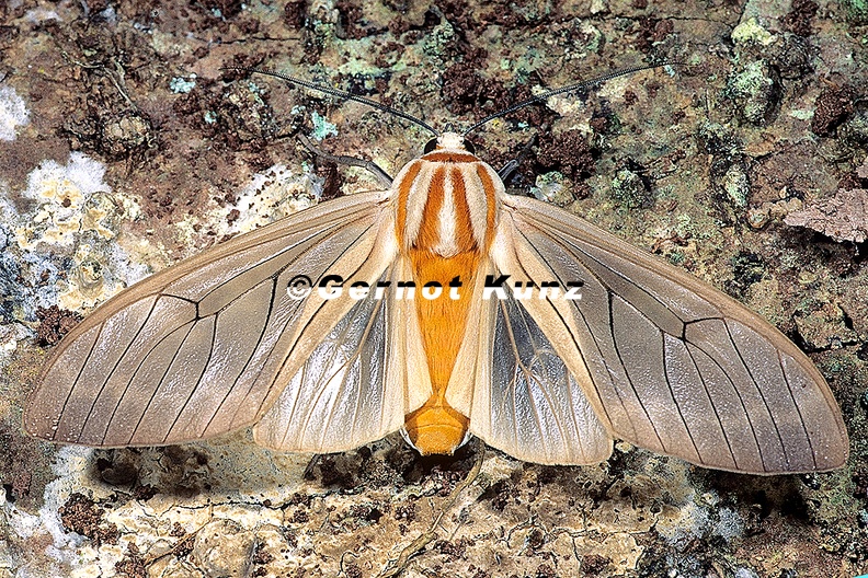 Amastus_aconia_5_2.jpg