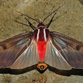 Amastus episcotosia 1 2