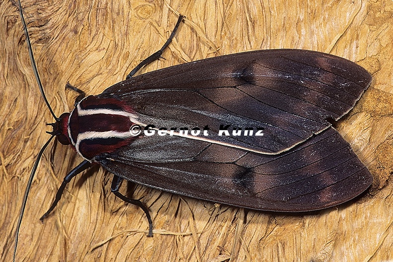 Amastus episcotosia 9 2 001 - Amastus_episcotosia_9_2_001.jpg Amastus_episcotosia_9_2_001.jpg