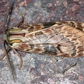 Amastus suffusa 10 2