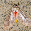 Amastus suffusa 12 2