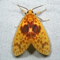 Amaxia osmophora 1 2