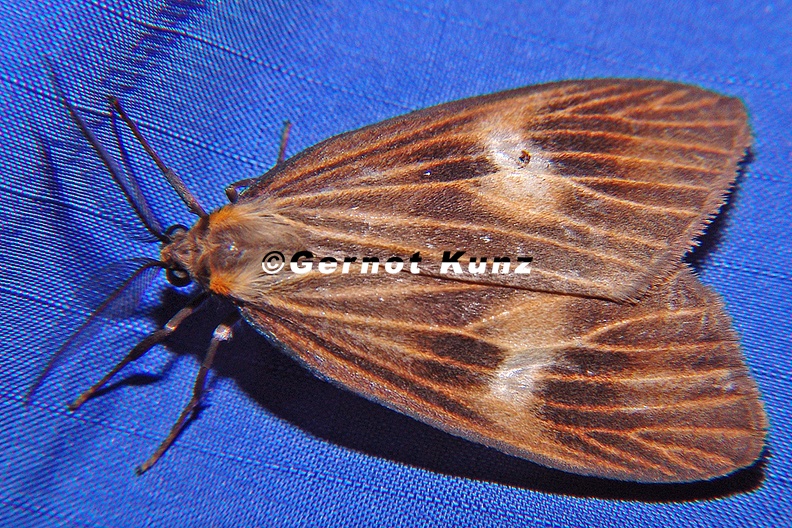Arctiidae indet 16 2 - Arctiidae_indet__16_2.jpg Arctiidae_indet__16_2.jpg