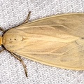 Arctiidae indet  18 2 001