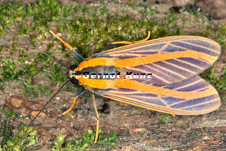 Arctiidae_indet__26_2.jpg
