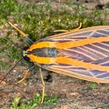 Arctiidae indet  26 2