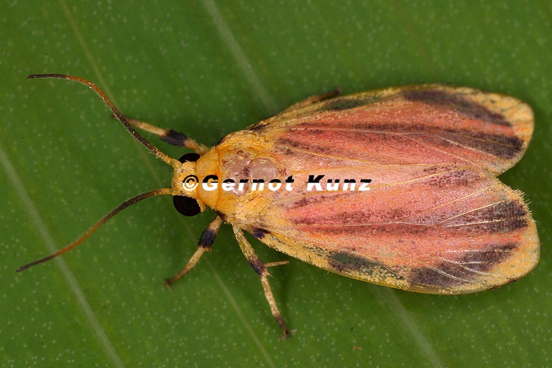 Arctiidae_indet__27_2.jpg