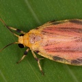 Arctiidae indet  27 2