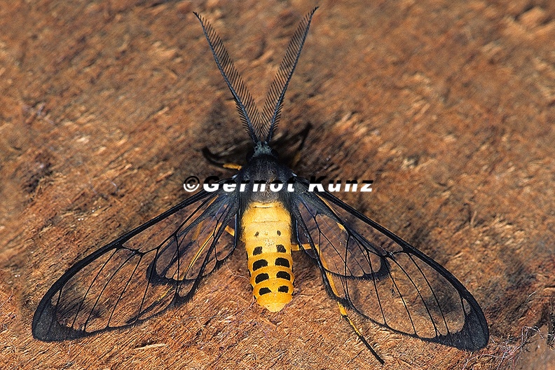Arctiidae_indet__29_2.jpg