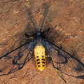 Arctiidae indet  29 2