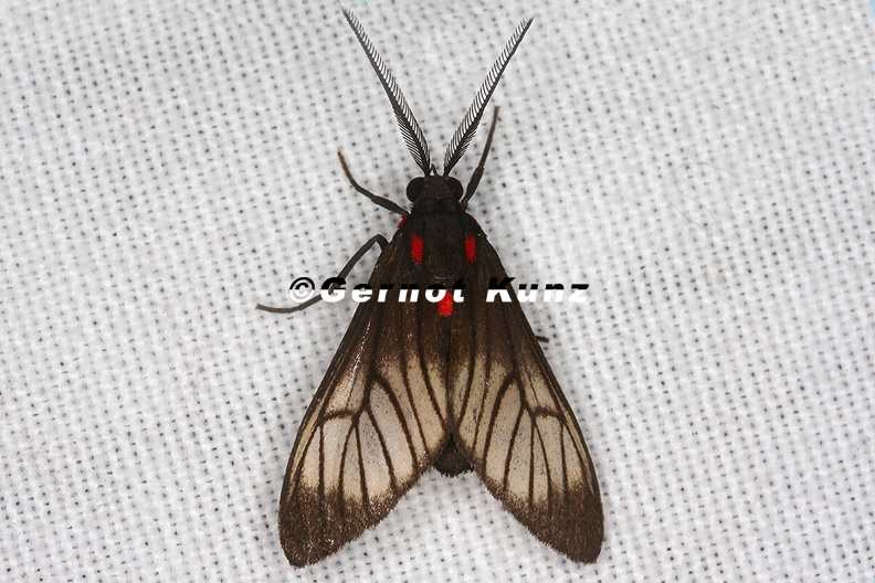 Arctiidae indet 30 2 - Arctiidae_indet__30_2.jpg Arctiidae_indet__30_2.jpg