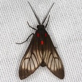 Arctiidae indet  30 2