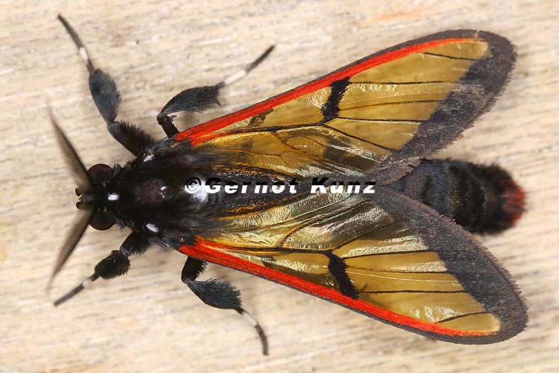 Arctiidae_indet__31_2.jpg