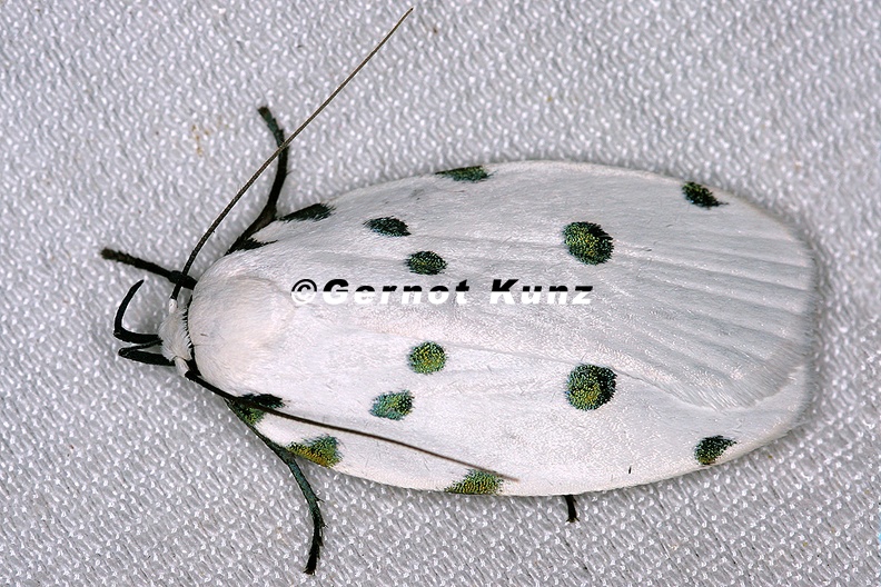 Arctiidae_indet__32_2.jpg