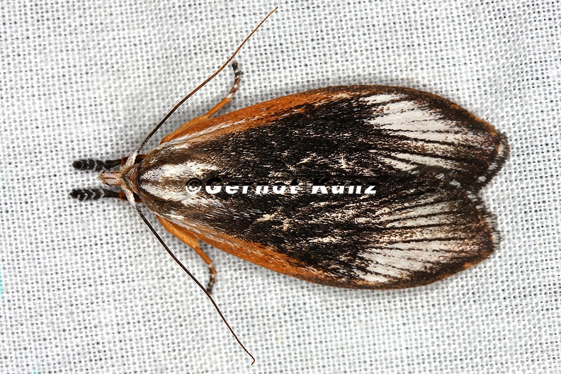 Arctiidae_indet__33_2.jpg