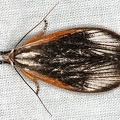 Arctiidae indet  33 2