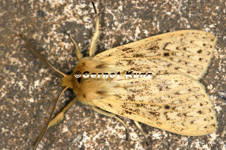 Arctiidae_indet__34_2.jpg