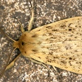 Arctiidae indet  34 2