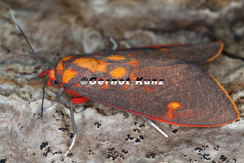 Arctiidae_indet__8_2.jpg