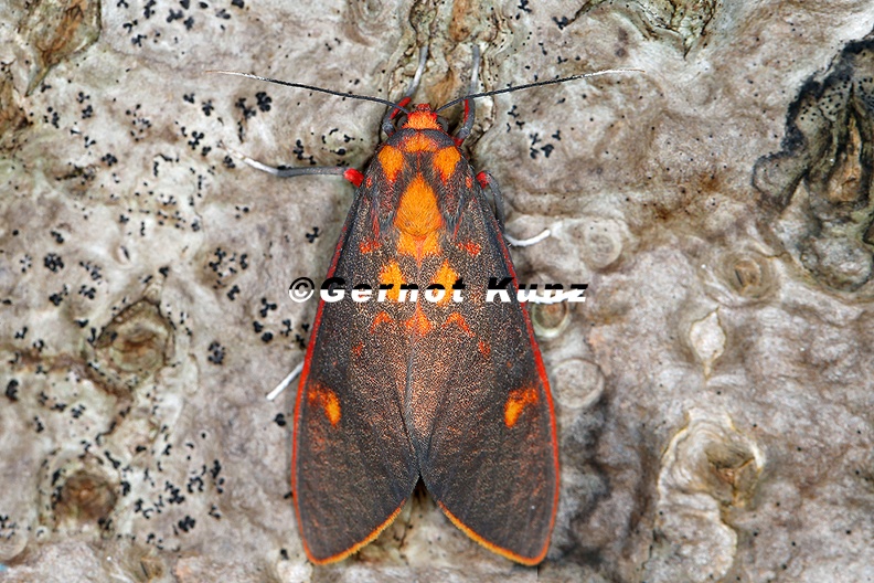 Arctiidae_indet__9_2.jpg
