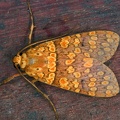 Baritius sp 35 2