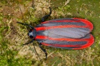 Cissura decora 14 2