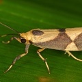 Cisthene unifasciata 1 2