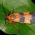 Correbia sp  cf  2 2