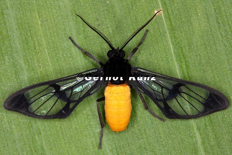 Cosmosoma_cf__tengyra_5_2.jpg