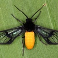 Cosmosoma cf  tengyra 5 2