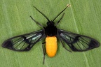 Cosmosoma cf  tengyra 5 2