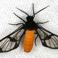 Cosmosoma cf  tengyra 6 2