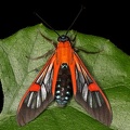 Cosmosoma cf  teuthras 6 2