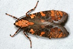 Cresera annulata 22 2
