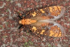 Cresera annulata 22 3