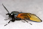 Dasysphinx volatilis 2 2
