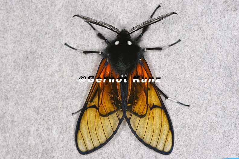 Dasysphinx_volatilis_7_2.jpg
